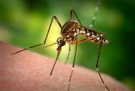 زنگ خطر مالاریا در رودبار جنوب به صدا در آمد