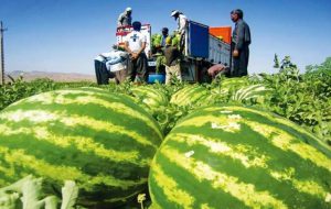 هندوانه، شیرین برای دلال و تلخ برای کشاورز