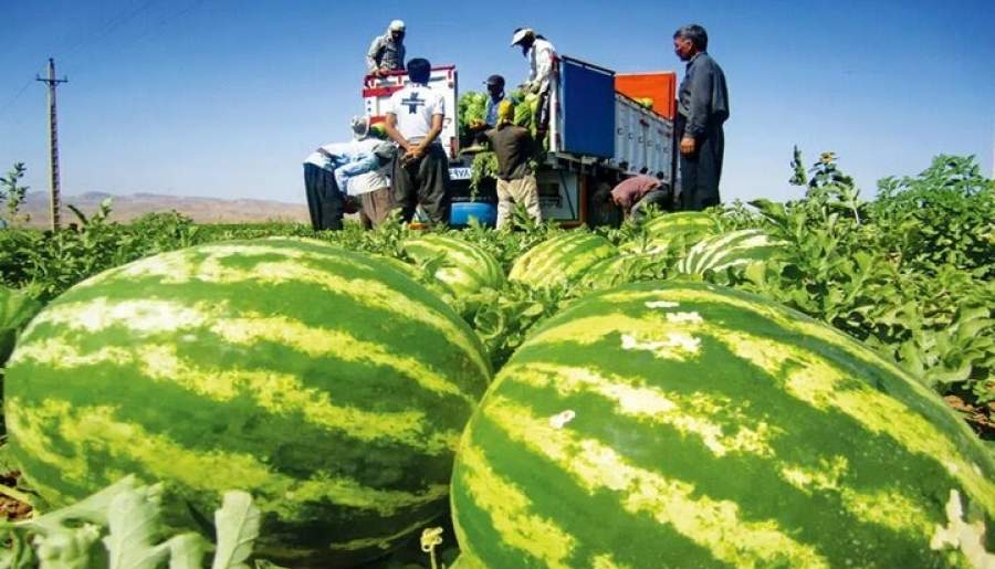 هندوانه، شیرین برای دلال و تلخ برای کشاورز